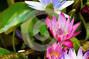 Close up of bright lotus flower in the garden