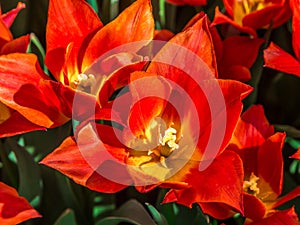 Close up of a bright orange ballarina tulip.