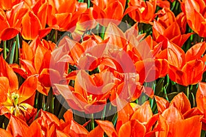 Close up of bright orange ballarina tulips.