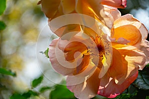 Close-up bright orange beautiful rose Westerland with green leaves background against sunlight. Lyric motif for design