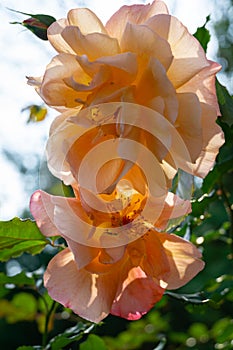 Close-up bright orange beautiful rose Westerland with green leaves background against sunlight. Lyric motif for design