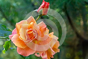 Close-up bright orange beautiful rose Westerland with green leaves background against sunlight.  Lyric motif for design