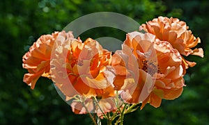 Close-up bright orange beautiful rose Westerland with green leaves background against sunlight. Lyric motif for design.