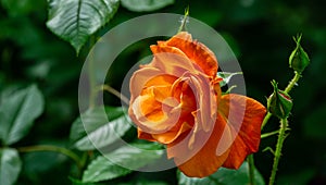Close-up bright orange beautiful rose Westerland with green leaves background against sunlight.  Lyric motif for design