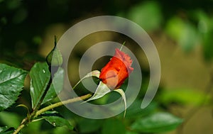 Close-up bright orange beautiful rose Westerland with green leaves background against sunlight. Lyric motif for design.