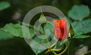 Close-up bright orange beautiful rose Westerland with green leaves background against sunlight. Lyric motif for design.