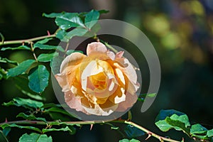 Close-up bright orange beautiful rose Westerland with green leaves background against sunlight. Lyric motif for design.