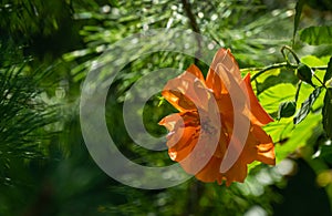 Close-up bright orange beautiful rose Westerland with green pine needles background against sunlight. Lyric motif for design.