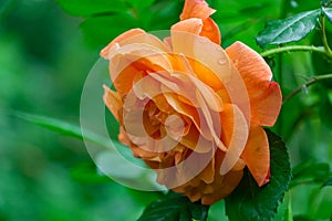 Close-up bright orange beautiful rose Westerland after rain with green leaves background.  Lyric motif for design