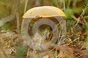 Close-up of bright orange-cap boletus edulis mushroom growing in park forest field among green grass, different twigs.