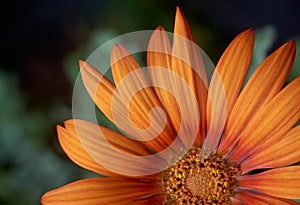 close-up of bright orange gerbera daisy flower
