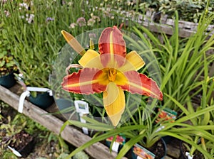 Hemerocallis 'Frans Hals' photo