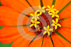 Close Up of Bright Orange Zinnia with Yellow Flowerettes at Center - Sunflower tribe - Daisy family