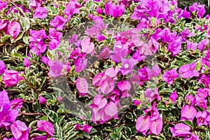 Closeup of bright pink bougainvillea blossoms as a background