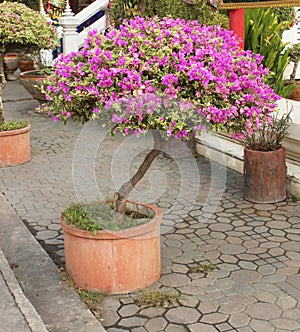 Close up of bright pink bougainvillea tree blossoms as a background