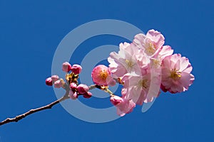 Close up of bright pink cherry blossoms against aclear blue sky