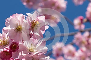 Close up of bright pink cherry blossoms against blue sky and bokeh flowers