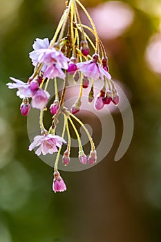 Bright pink cherry blossoms in spring