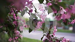Close up for bright pink cherry branch on city street background, spring blossom and gardening concept. Stock footage