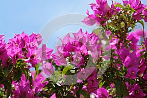 A close up of bright pink flowers of bougainvillea against the blue sky