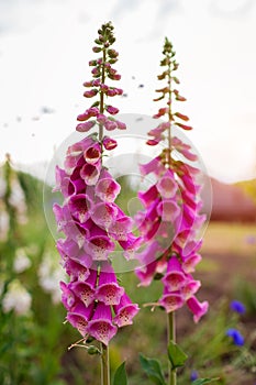 Close up of bright pink foxglove flowers blooming in summer garden at sunset. Digitalis in blossom. Floral background