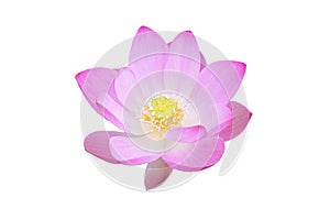 Close-up of bright pink lotus flower blossom, isolated on white background