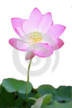 Close-up of bright pink lotus flower blossom on stem, isolated on white background, rising above leaves