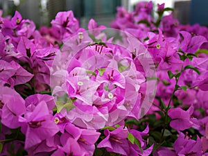 Close up of bright pink, magenta, Bougainvilleas Bouquet flowers blooming tree, floral background