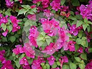 Close up of bright pink, magenta, Bougainvilleas Bouquet flowers blooming tree, floral background