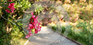 Close-up of bright pink oleander flowers in an spring blooming botanical garden copy space