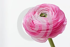 Close up of a bright pink ranunculus with lots of beautiful details
