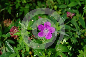 A close up of bright pink wild flower of Geranium sylvaticum (the wood cranesbill)