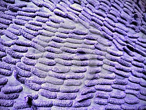 Close-up of Bright Purple Microfiber Carpet Texture