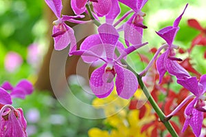 Close up of bright purple orchid flower