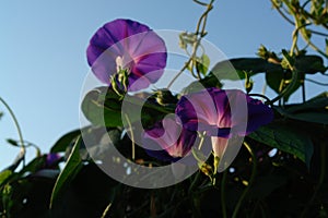 A close up of bright purple trumpet-shaped flowers of Ipomoea purpurea (common / tall morning-glory or purple morning
