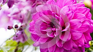 Close-up of a bright purple,violet,lilac dahlia bloom ,formal decorative type, against a background of other dahlias and foliage,