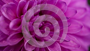 Close-up of a bright purple,violet,lilac dahlia bloom ,formal decorative type, against a background of other dahlias and foliage,