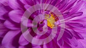 Close-up of a bright purple,violet,lilac dahlia bloom ,formal decorative type, against a background of other dahlias and foliage,