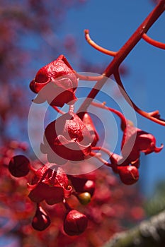 Close up of the bright red bell shaped flowers of the native Brachychiton acerifolius or Illawarra flame tree against blue sky