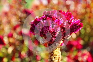 Close up of bright red Celosia argentea flower