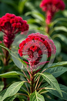 Close up of red cockscomb,Generative AI