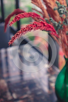 Close up of bright red dried barley with background of blur green natural garden