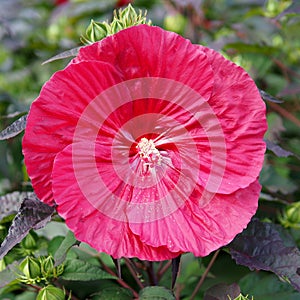 A close-up of a bright red flower in the garden.