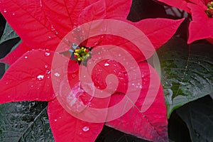 Close up of the bright red flower of poinsettia, otherwise called the Christmas star, with a drop of water and dark green leaves