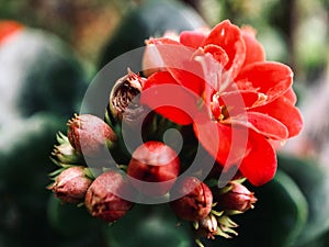 Close-Up Of Bright red flowers Against Blurred Background