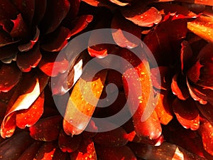 Close up of bright red leaves Neoregelia Bromeliad