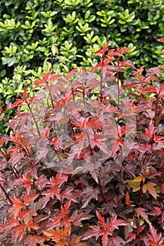 Close-up of bright red Physocarpus opulifolius foliage photo