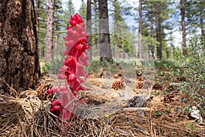 Close up of a bright red Snow Plant growing in a ponderosa pine forest.
