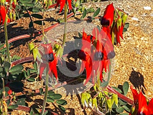 A close up of a a bright red start`s desert pea growing over a boulder