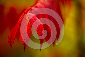 Close Up of Bright Red Sumac Leaves In Fall